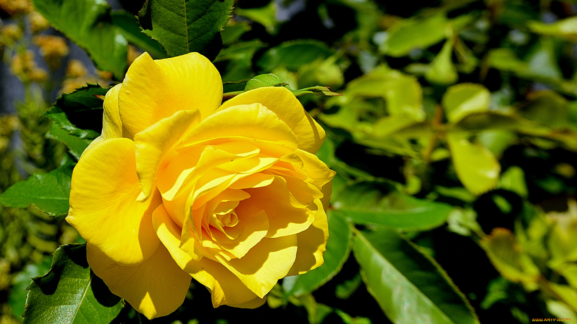 цветы, розы, цветок