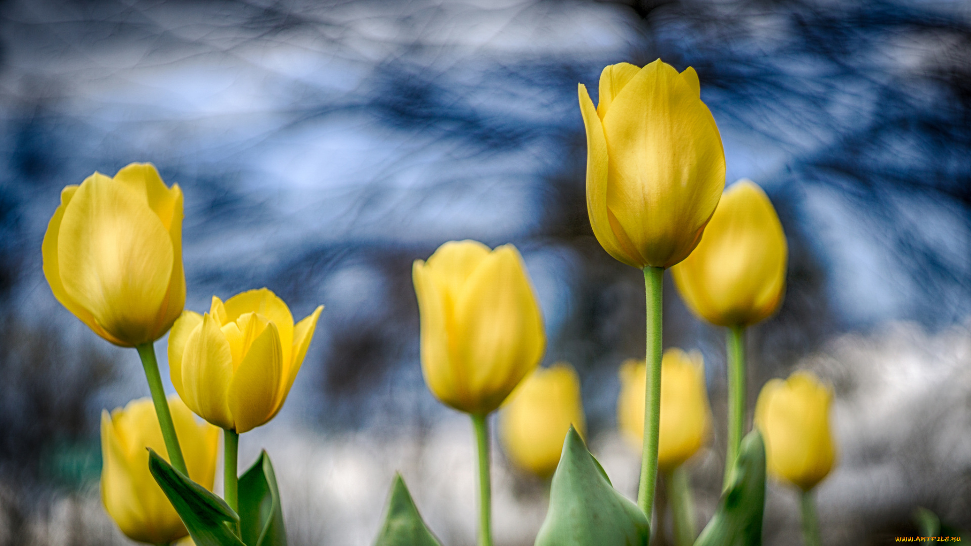 цветы, тюльпаны, бутоны