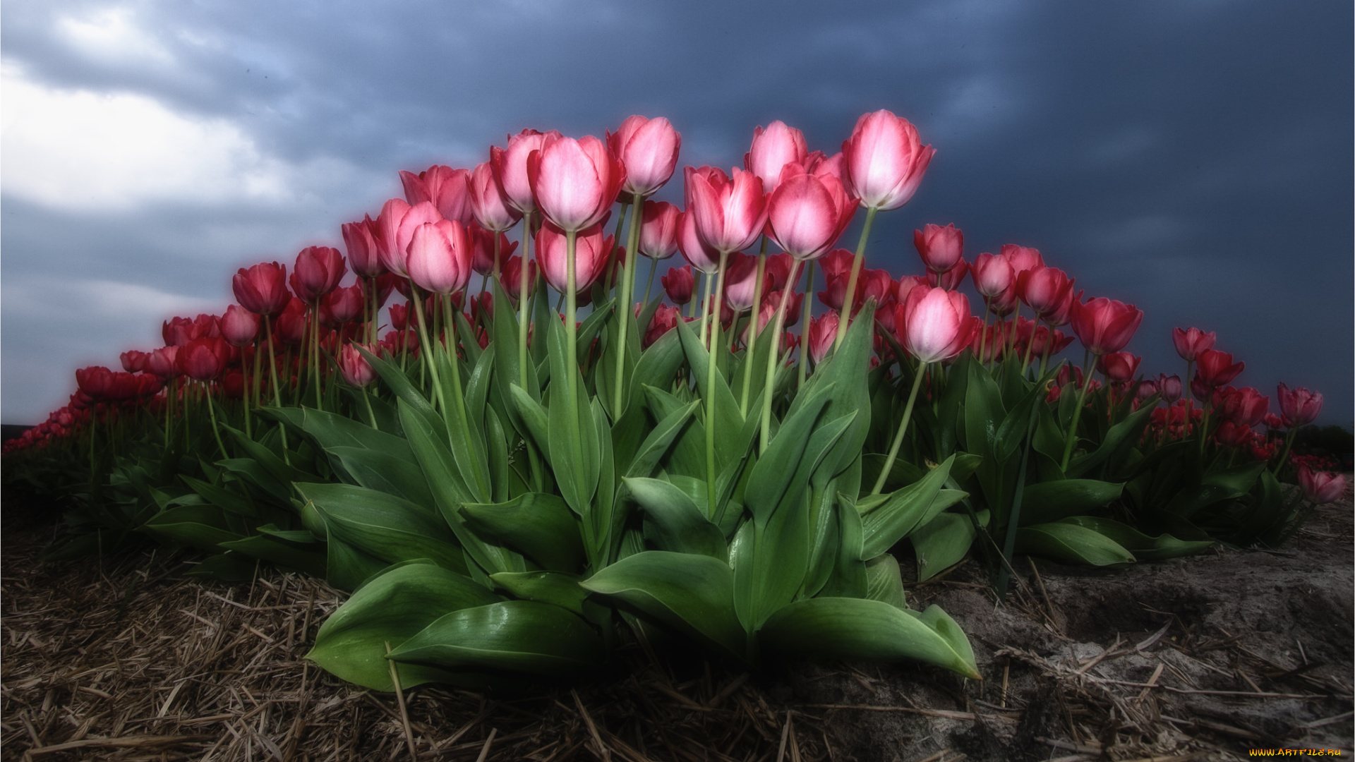 цветы, тюльпаны, плантация