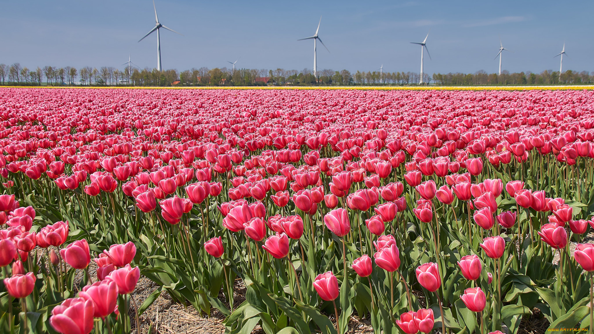 цветы, тюльпаны, плантация
