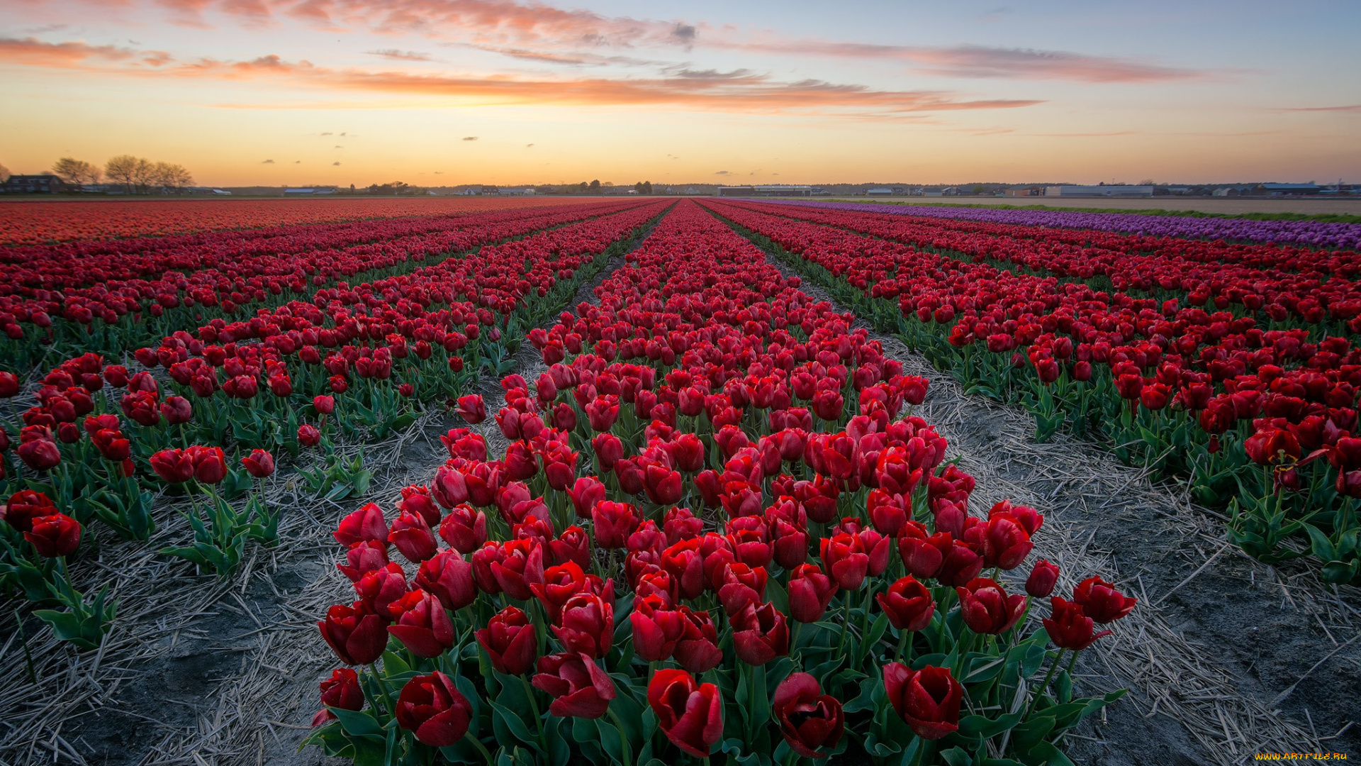 цветы, тюльпаны, плантация