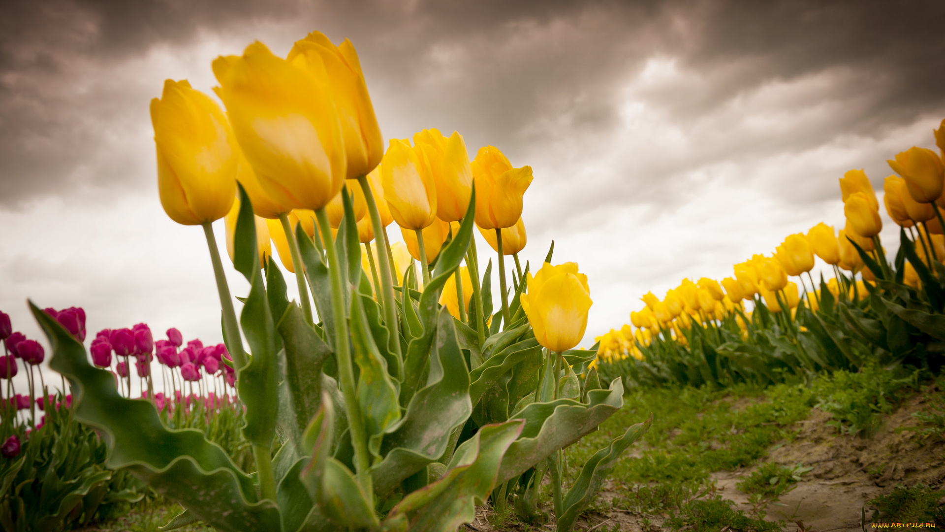 цветы, тюльпаны, плантация