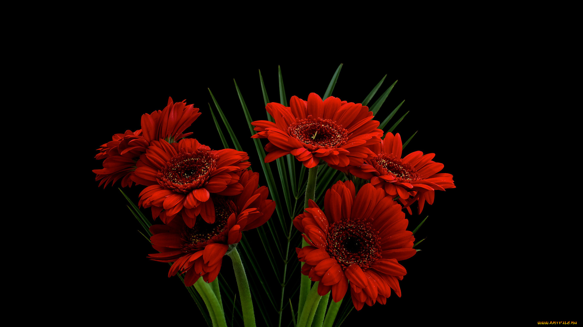 gerbera, цветы, герберы, букет