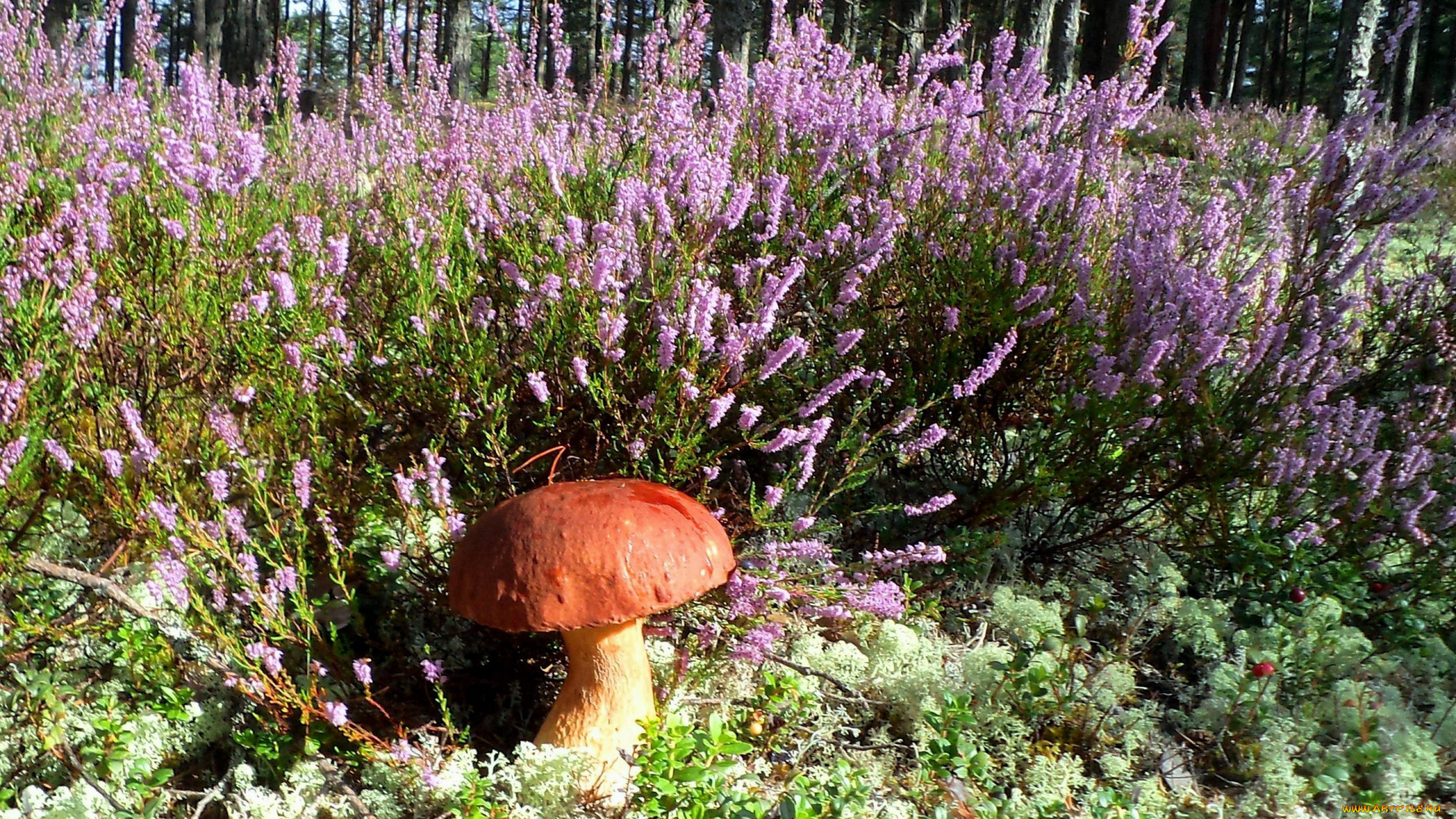 природа, грибы, мох, вереск, боровик