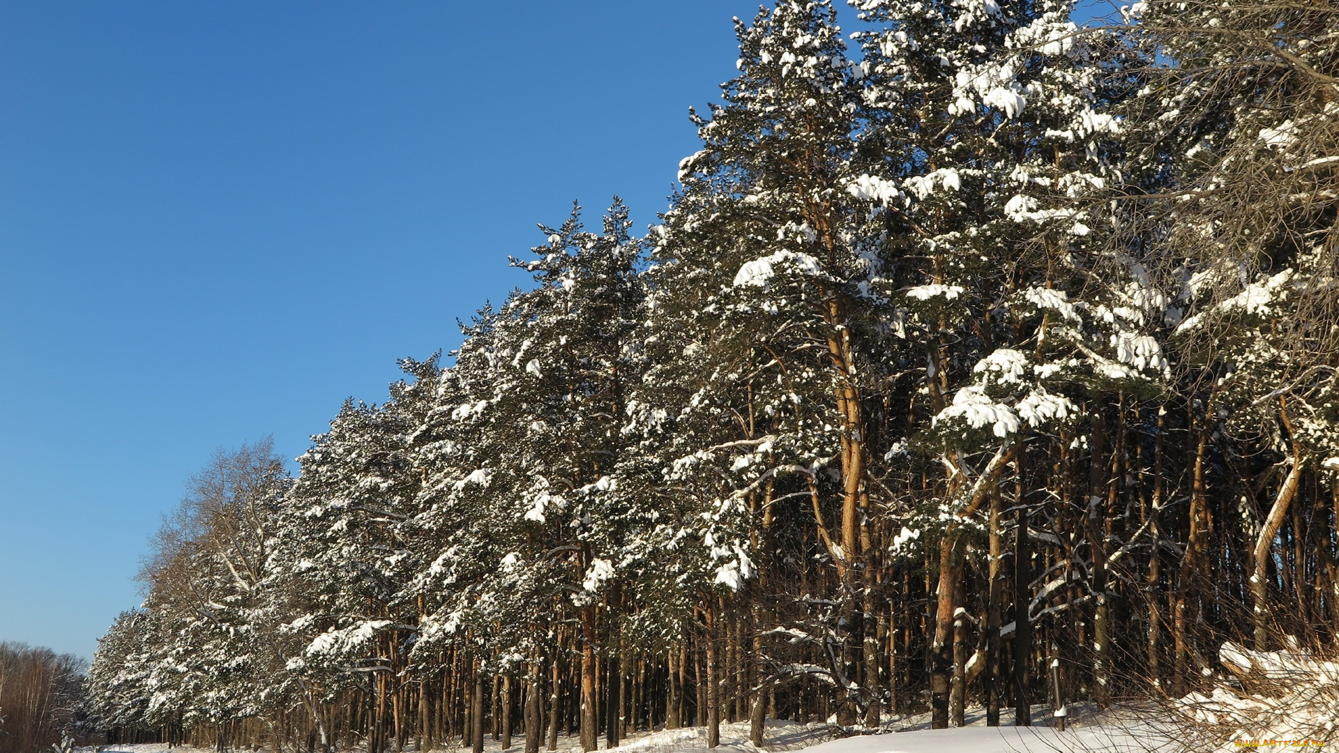 природа, лес, деревья, снег