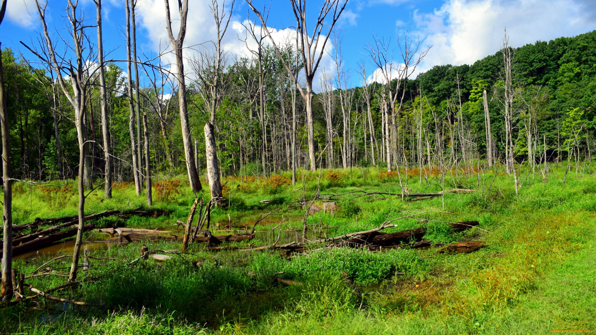 природа, лес, трава, деревья, стволы