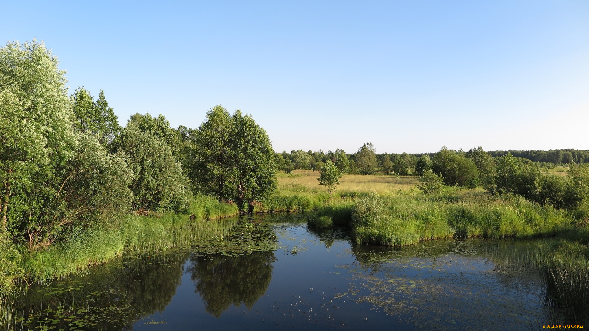 природа, пейзажи, лес, река