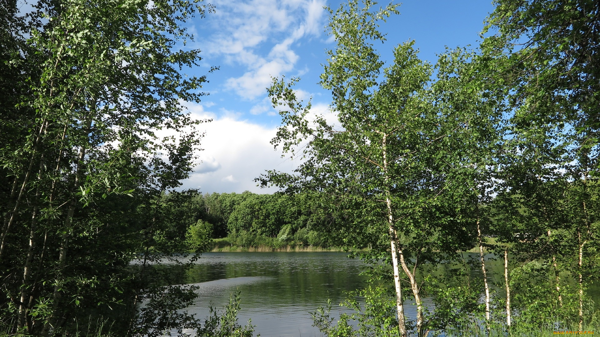 природа, реки, озера, лес, река