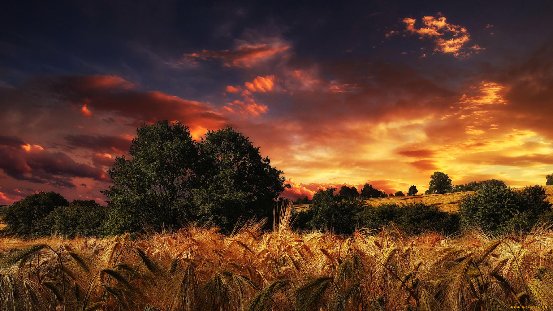 природа, восходы, закаты, пейзаж, колосья, поле, закат