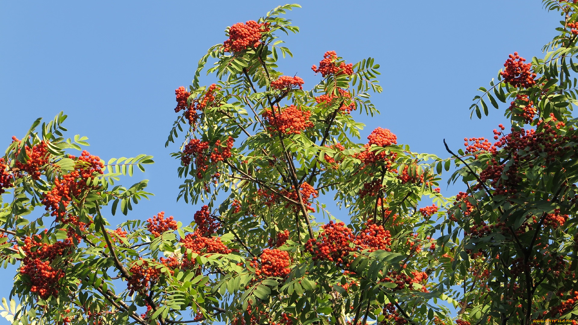 природа, Ягоды, , рябина, плоды, рябина, обыкновенная
