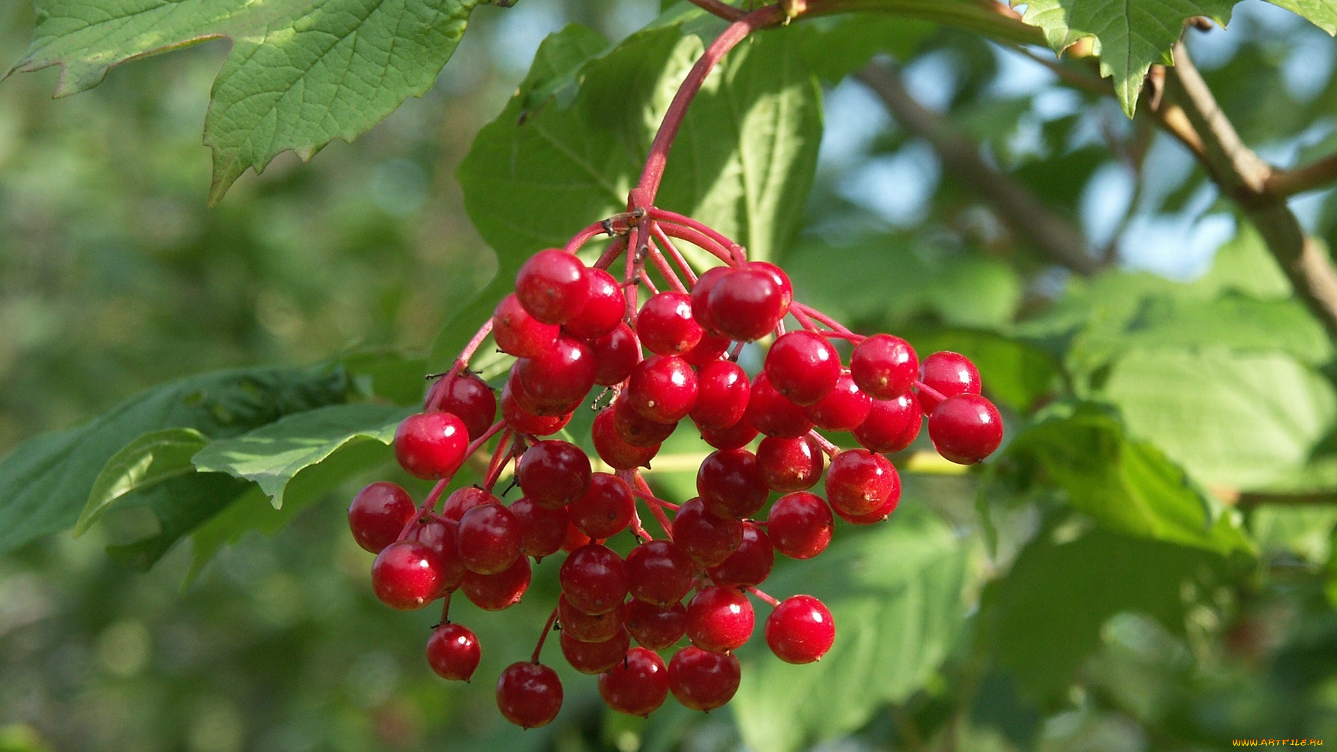 природа, Ягоды, или, красная, калина, обыкновенная