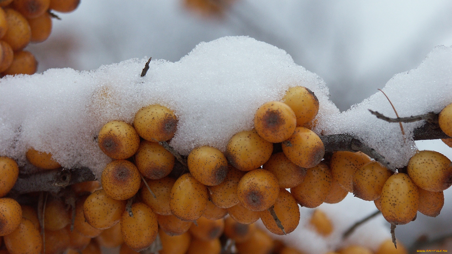 природа, Ягоды, облепиха, крушиновая
