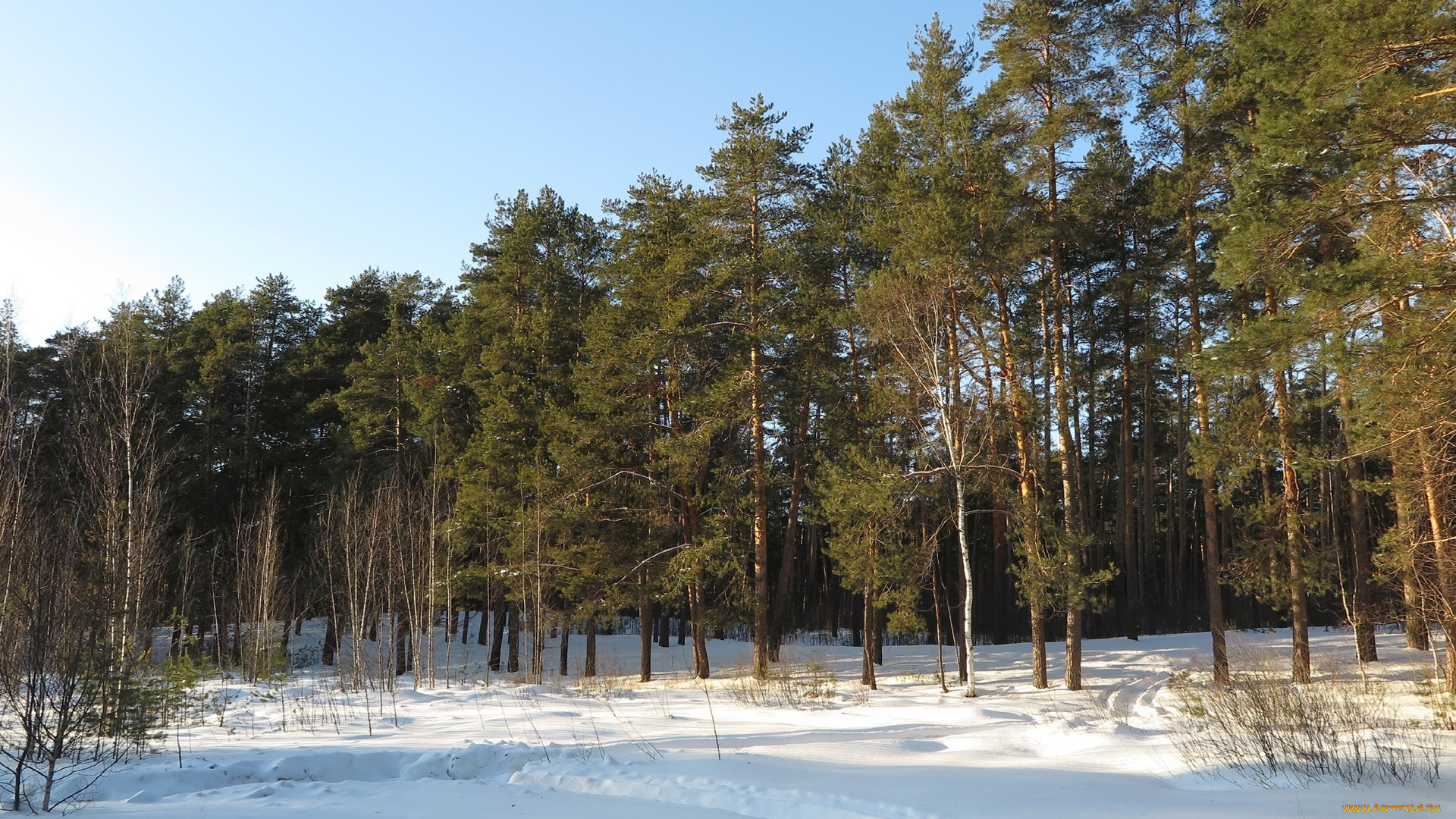 природа, зима, деревья, снег