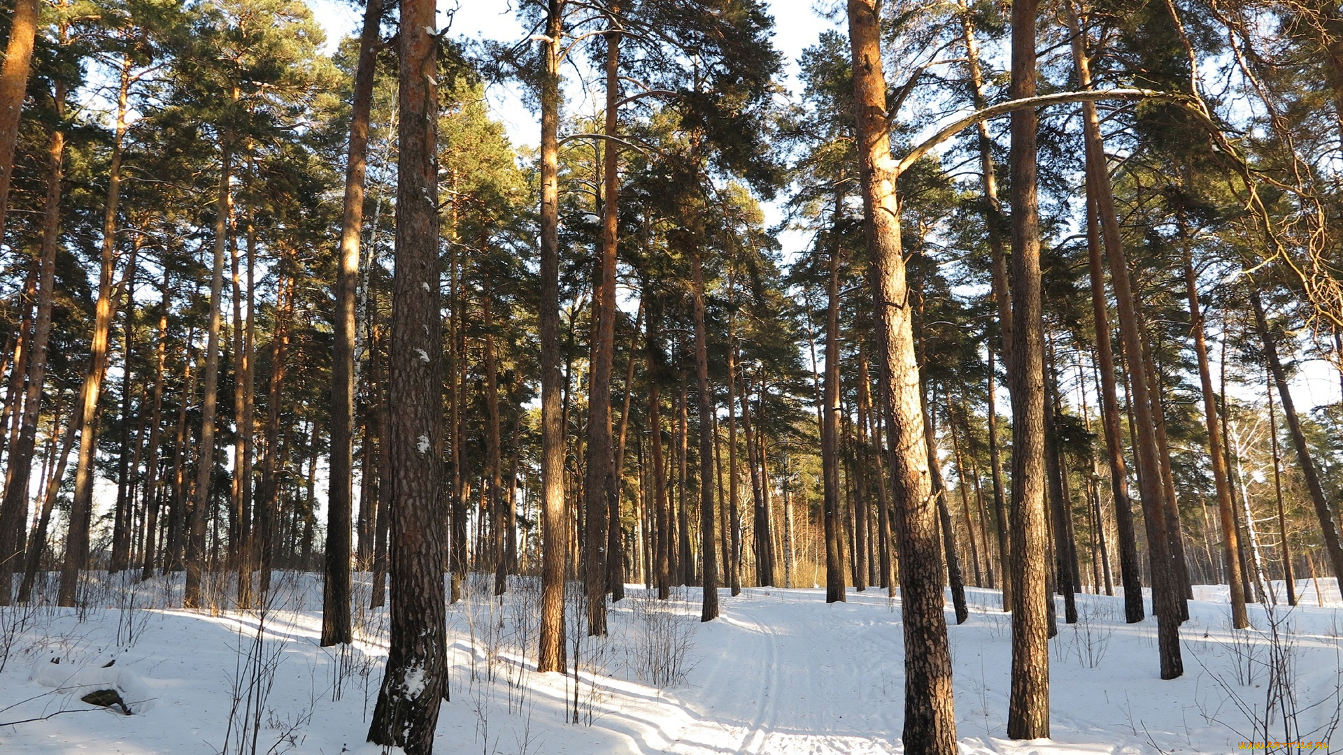 природа, зима, деревья, снег