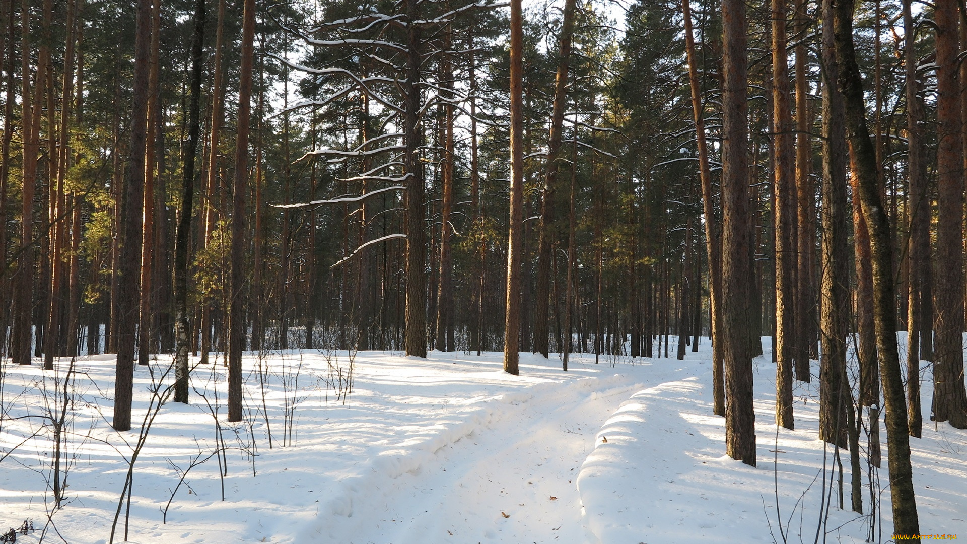 природа, зима, деревья, снег