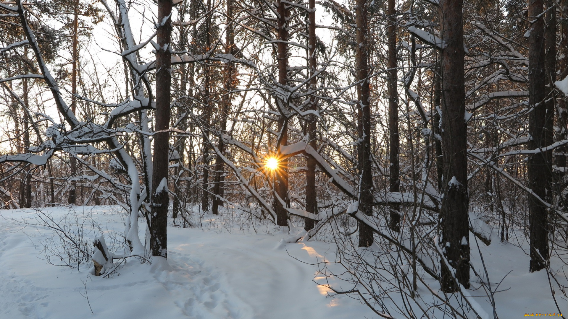 природа, зима, лучи, деревья, снег