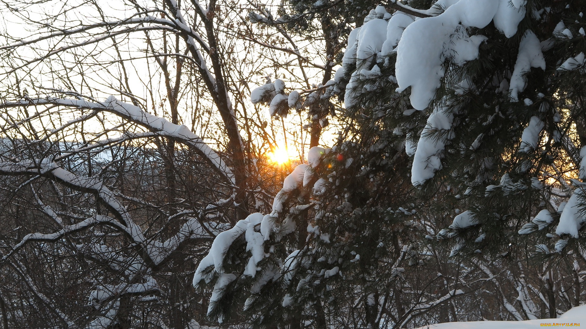 природа, зима, лучи, деревья, снег