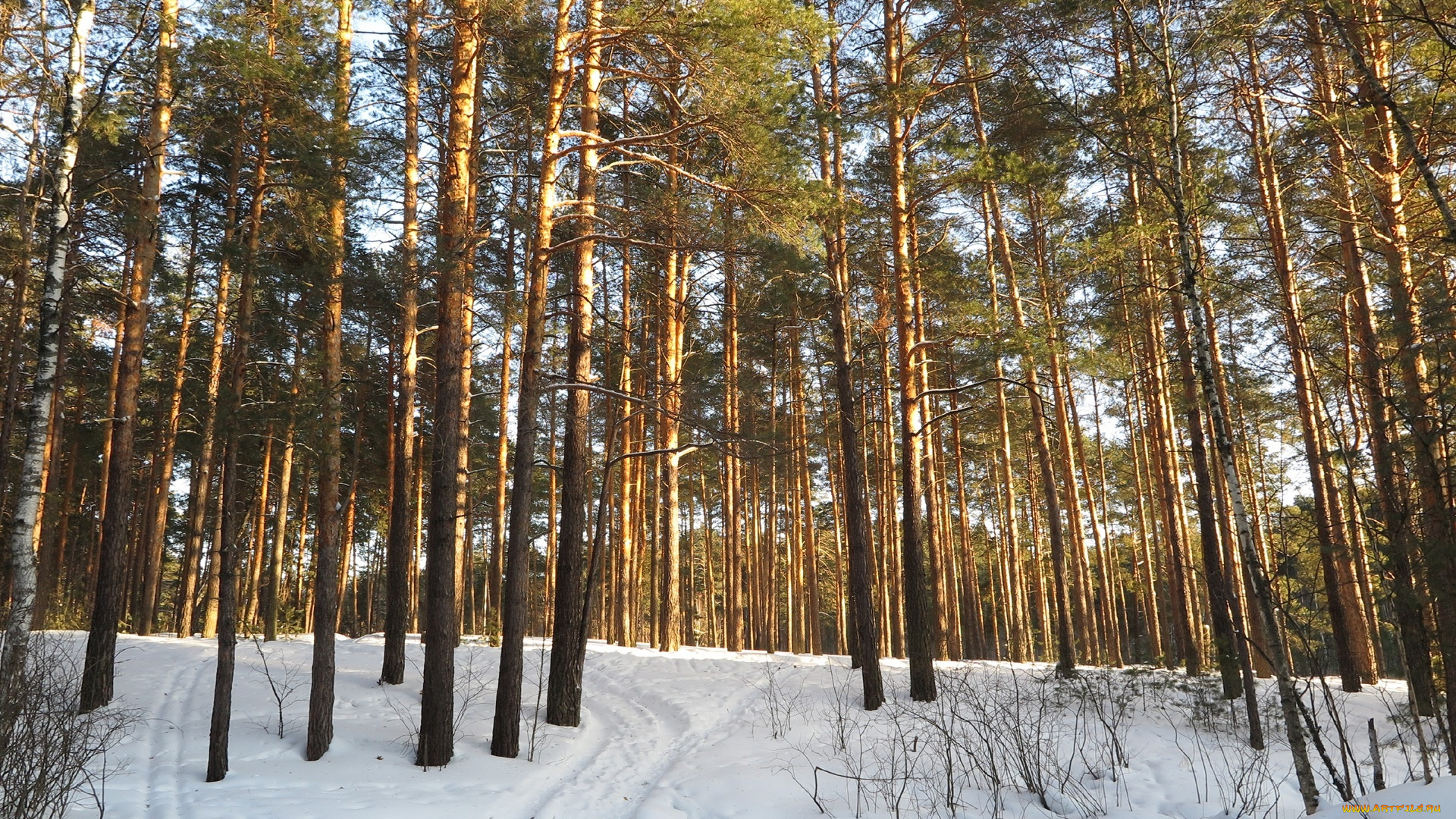 природа, зима, снег, деревья