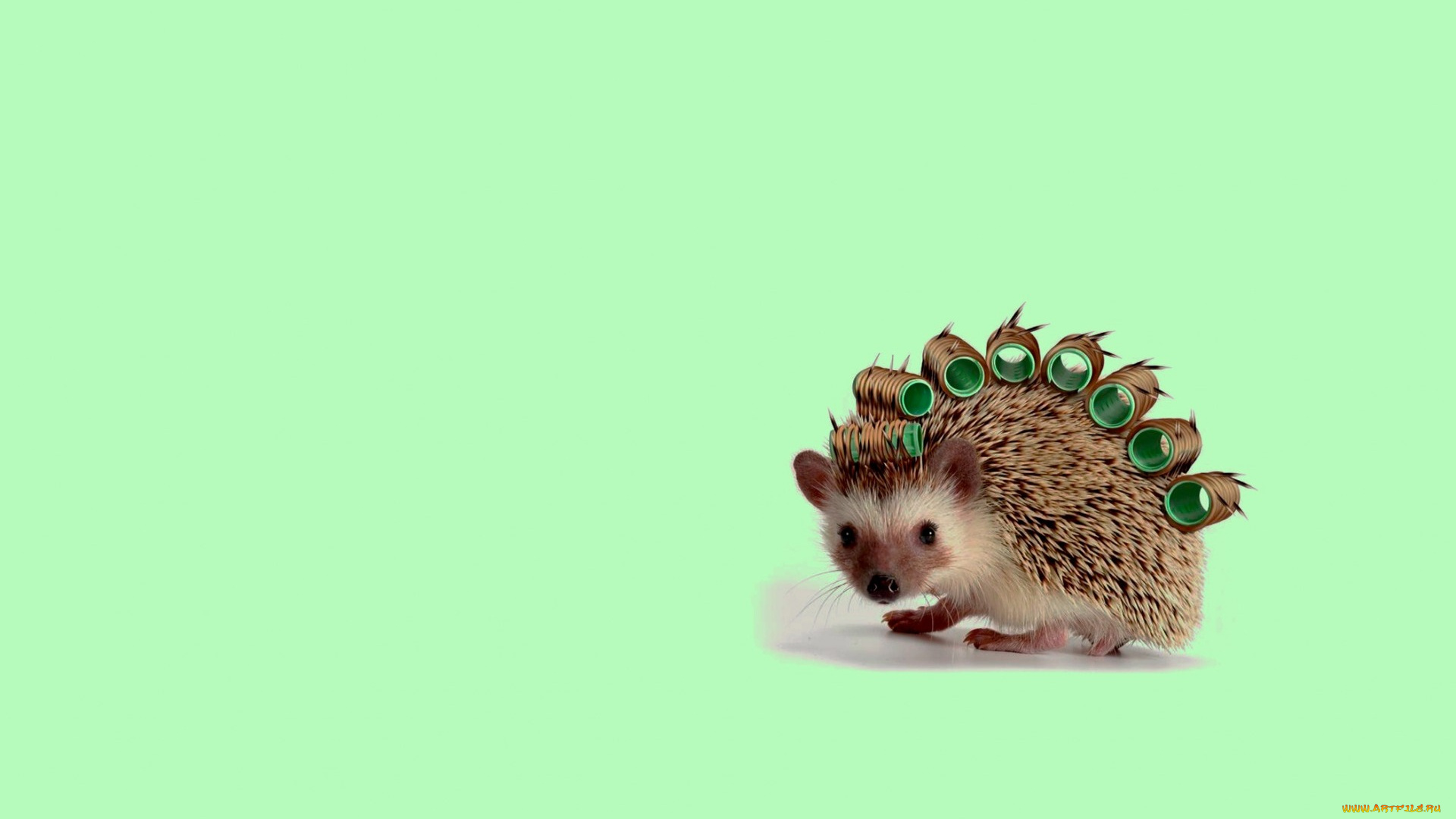 рисованное, животные, , ежи, ёжик, арт, бигуди, настроение, утро