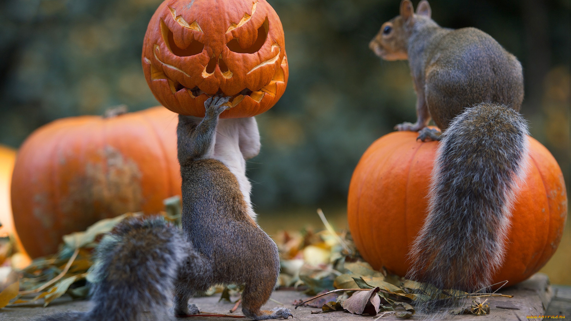 юмор, и, приколы, праздник, тыквы, halloween, белки