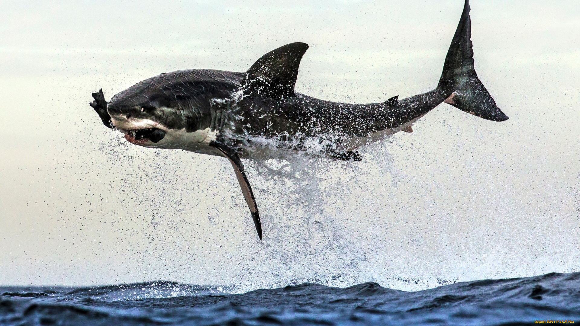 животные, акулы, челюсти, хищник, рыба, вода, акула, shark, охота