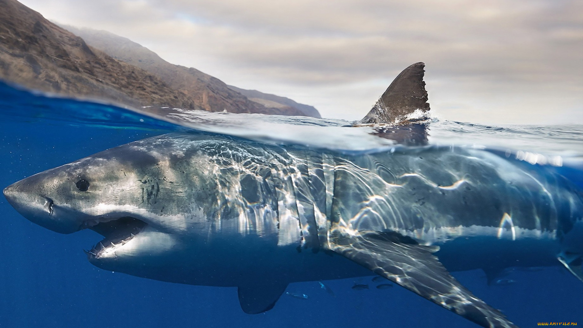 животные, акулы, вода, челюсти, shark, рыба, хищник, акула, охота