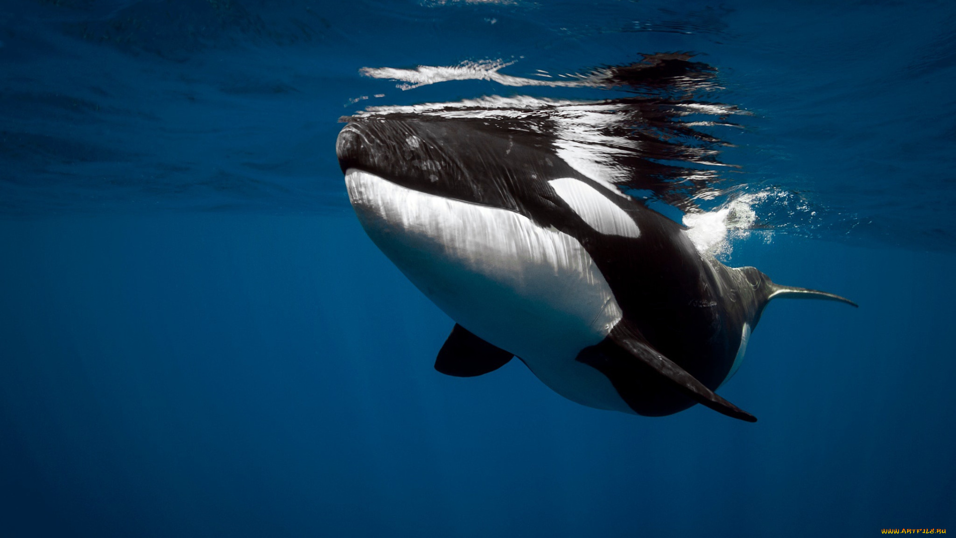 животные, дельфины, касатка, море