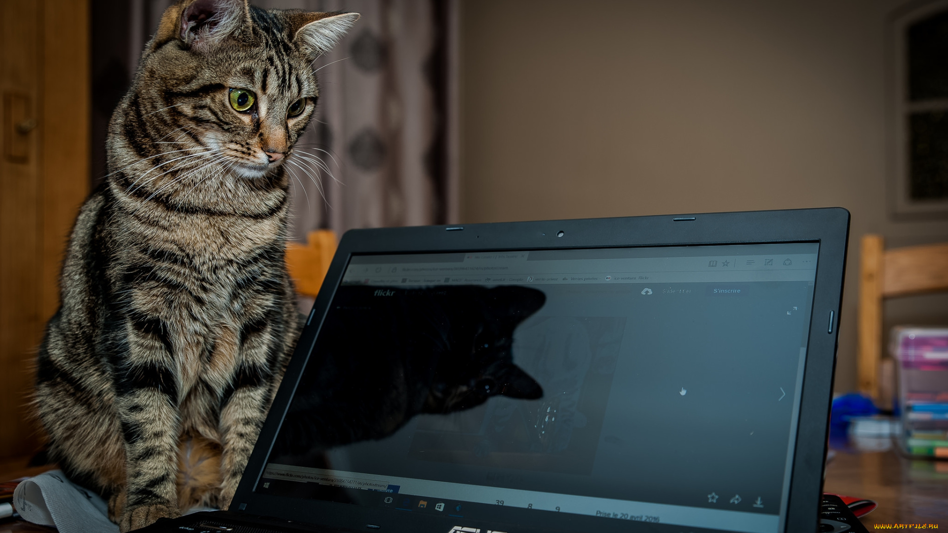 животные, коты, киса