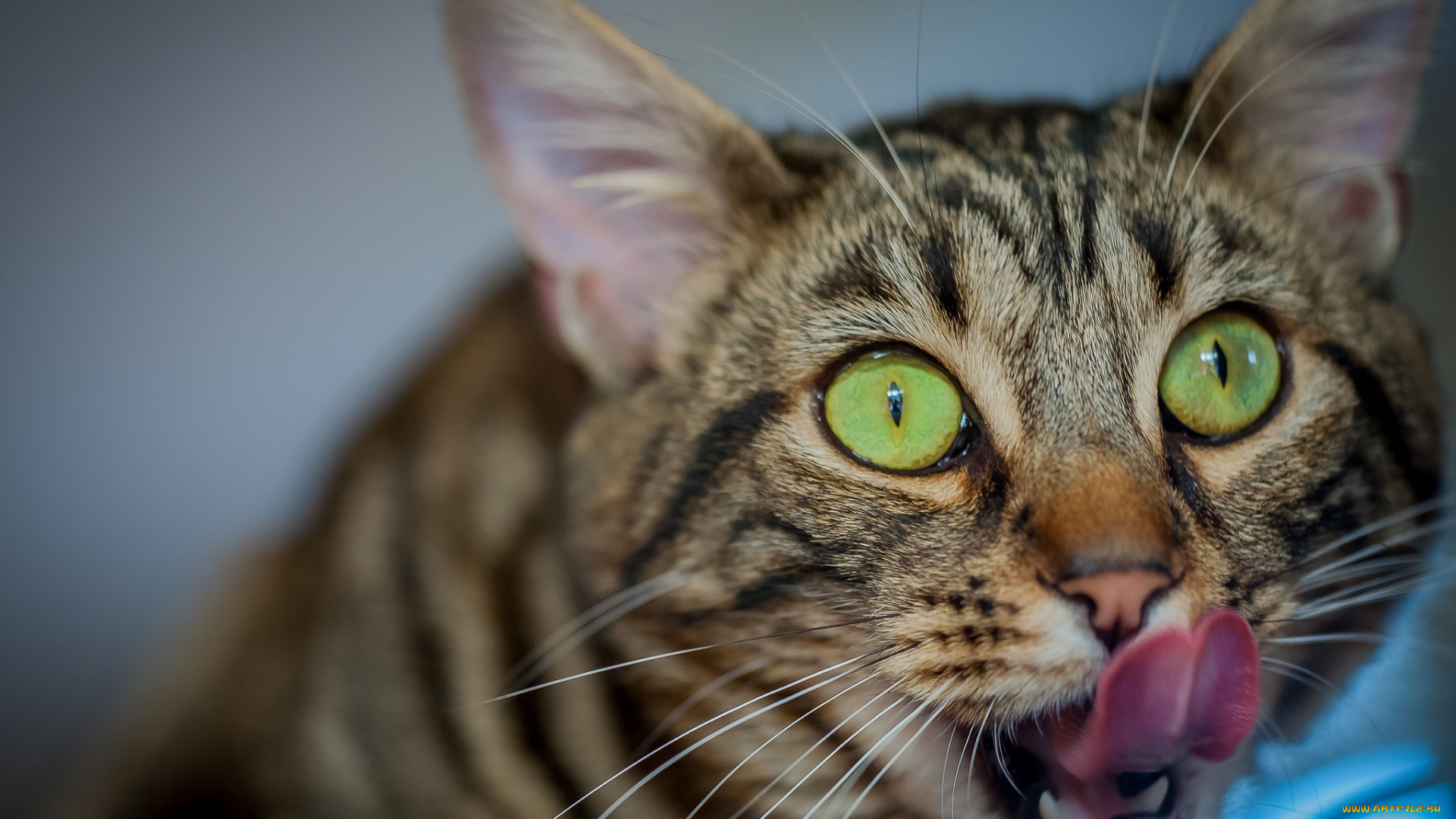 животные, коты, киса