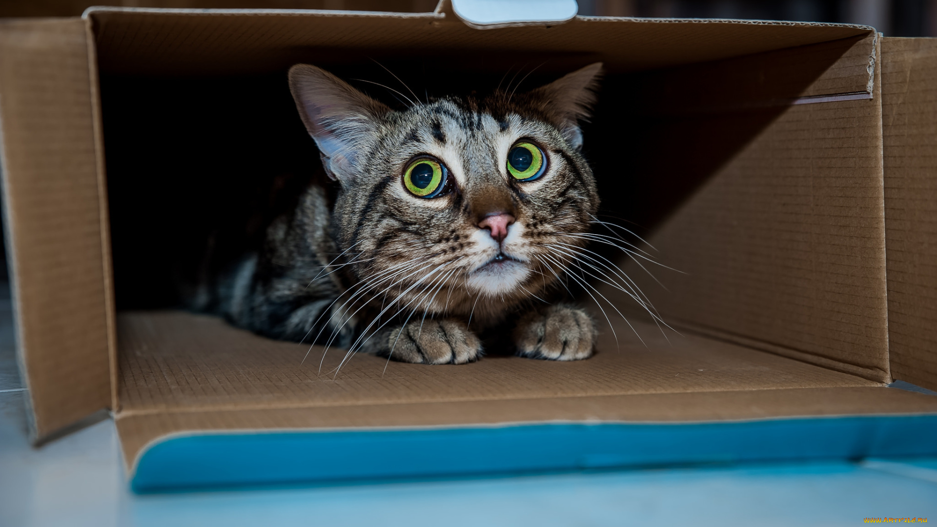 животные, коты, киса