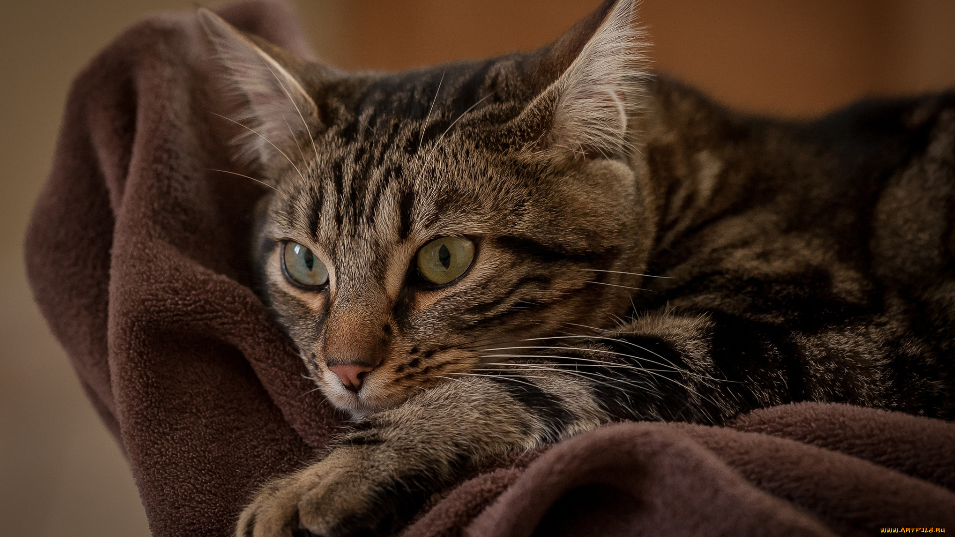 животные, коты, киса