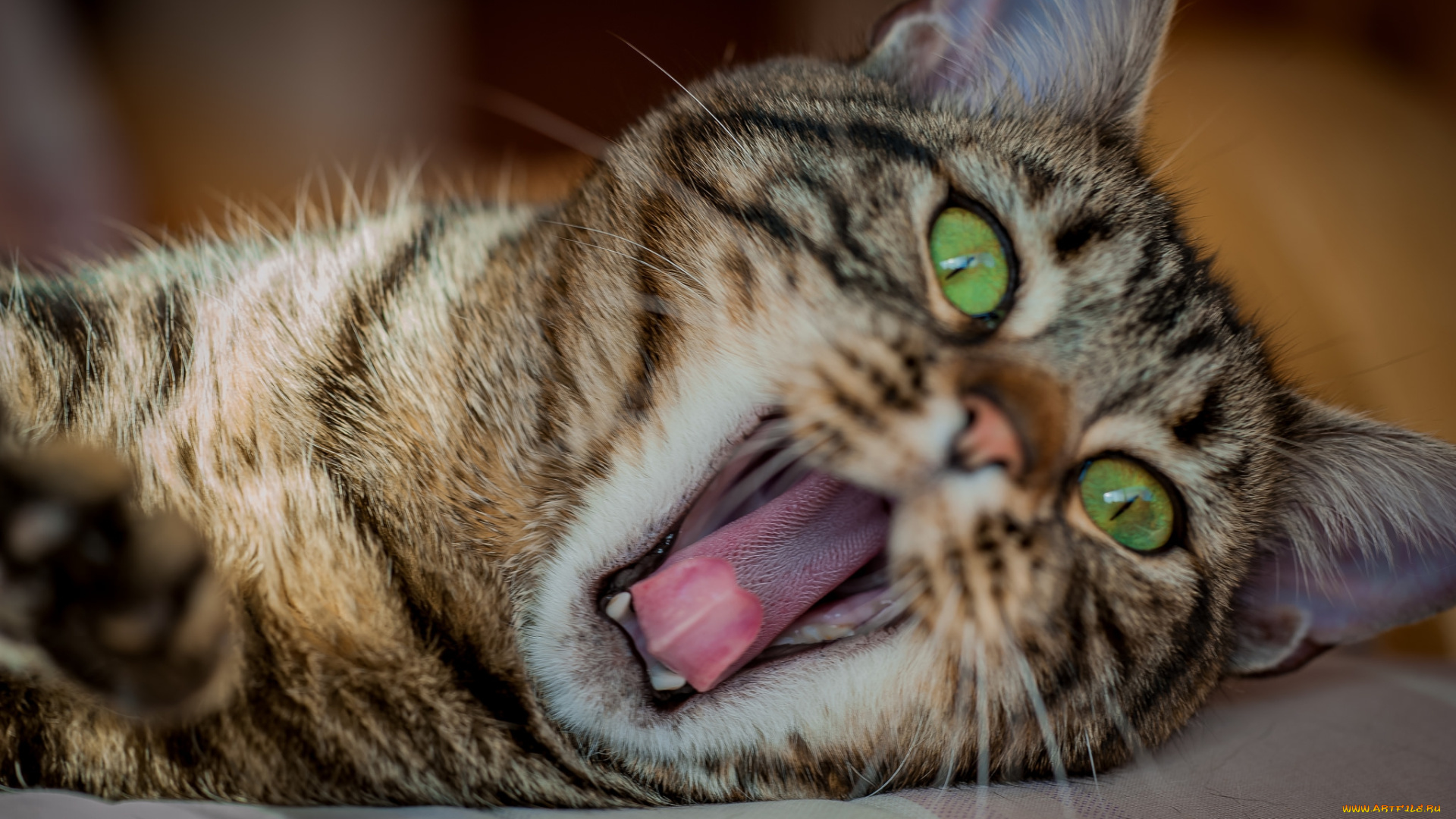 животные, коты, киса