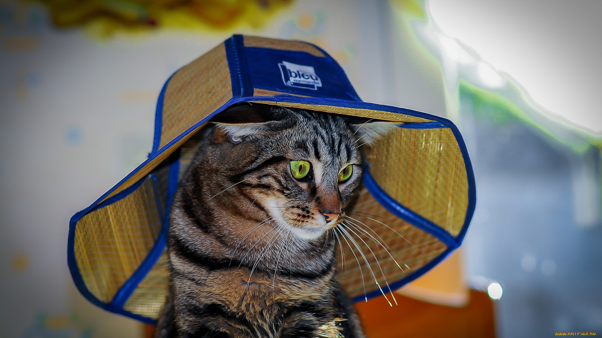 животные, коты, киса