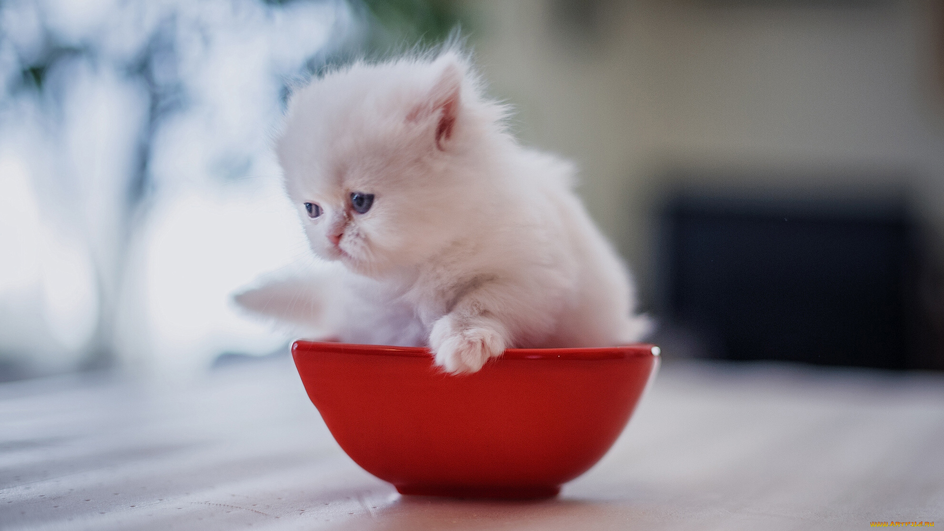 животные, коты, котёнок, малыш, персидская, кошка, белый, миска