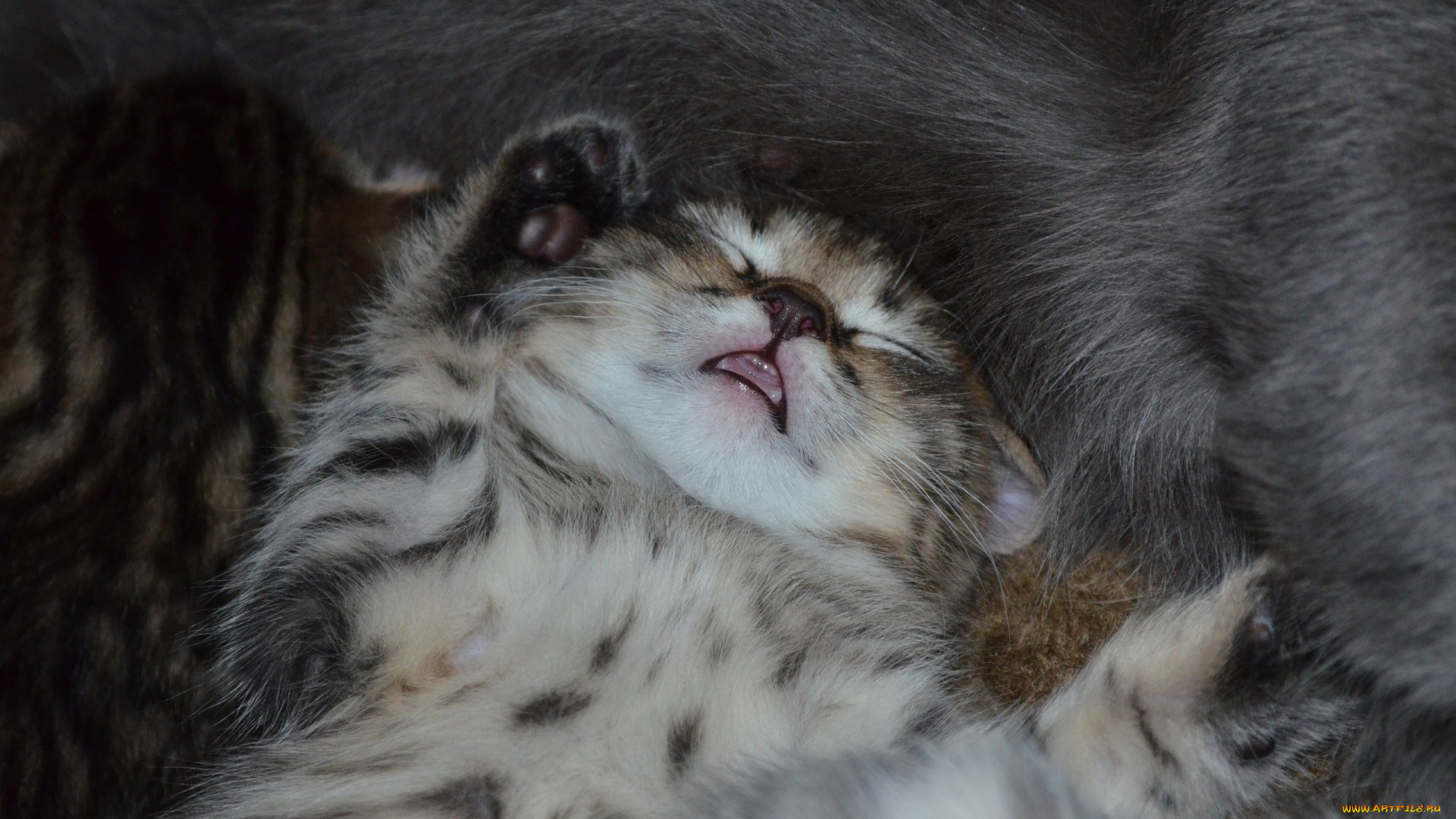 животные, коты, котёнок, машыш, сон