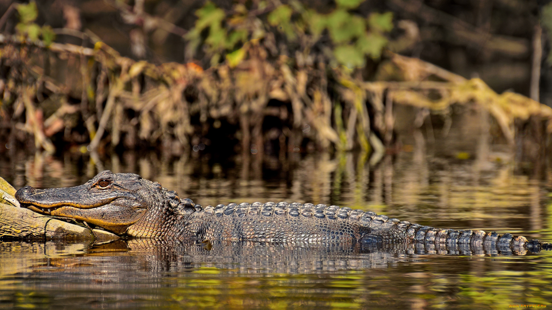 животные, крокодилы, крокодил