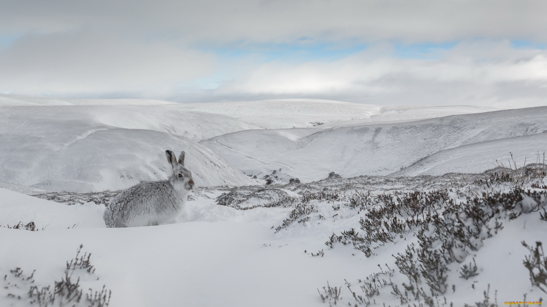 животные, кролики, , зайцы, заец, снег