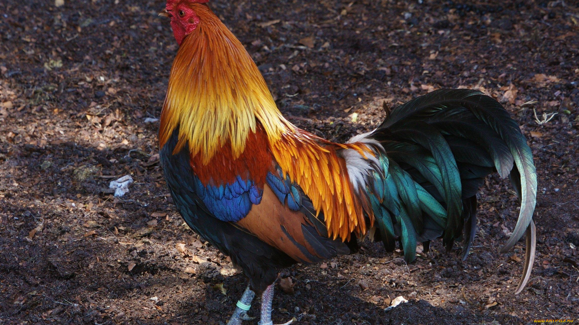 животные, куры, , петухи, петух