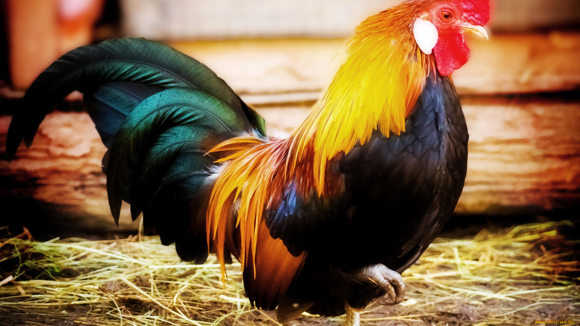 животные, куры, , петухи, петух