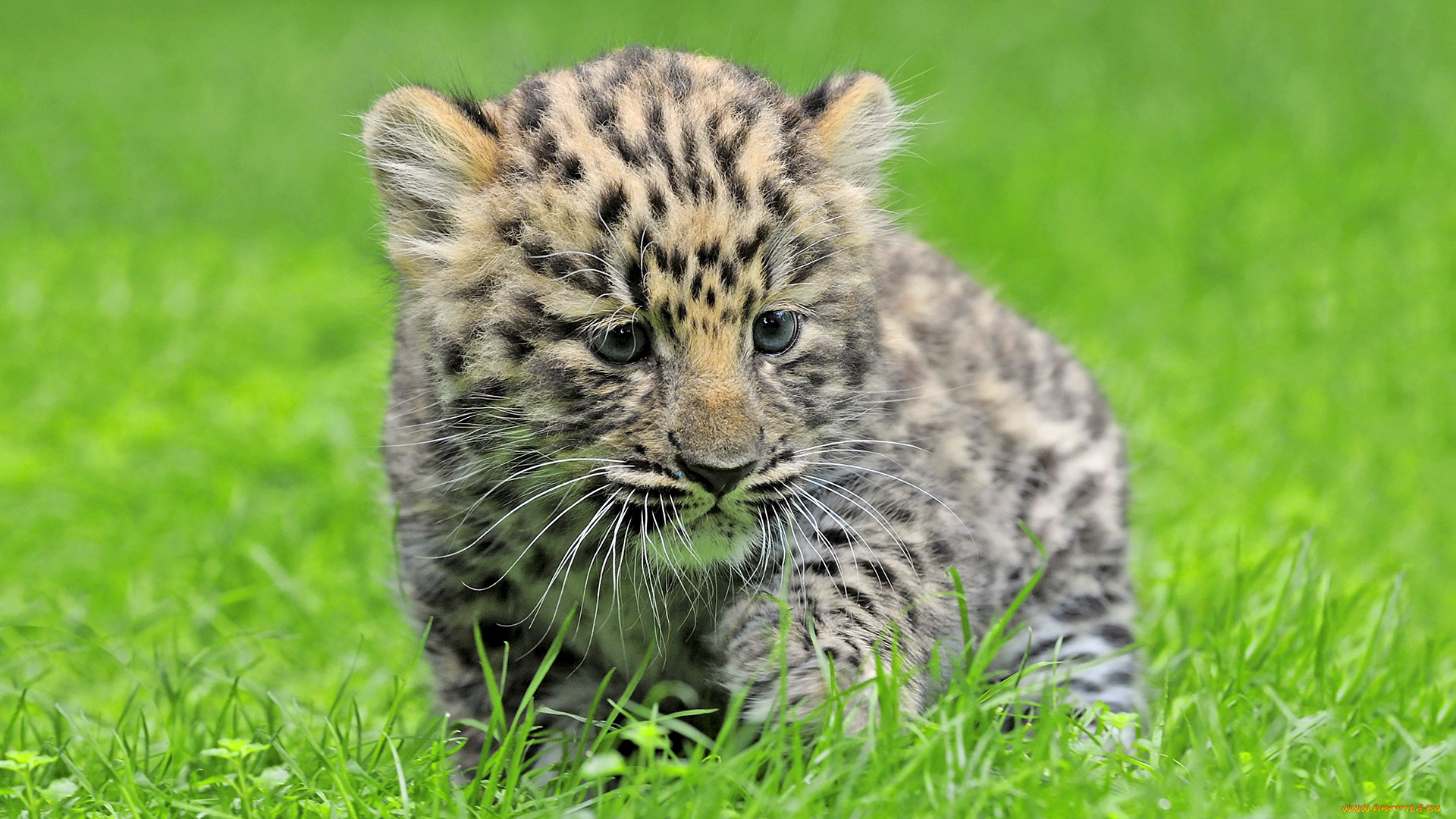 животные, леопарды, леопард, детеныш, котенок, трава, амурский