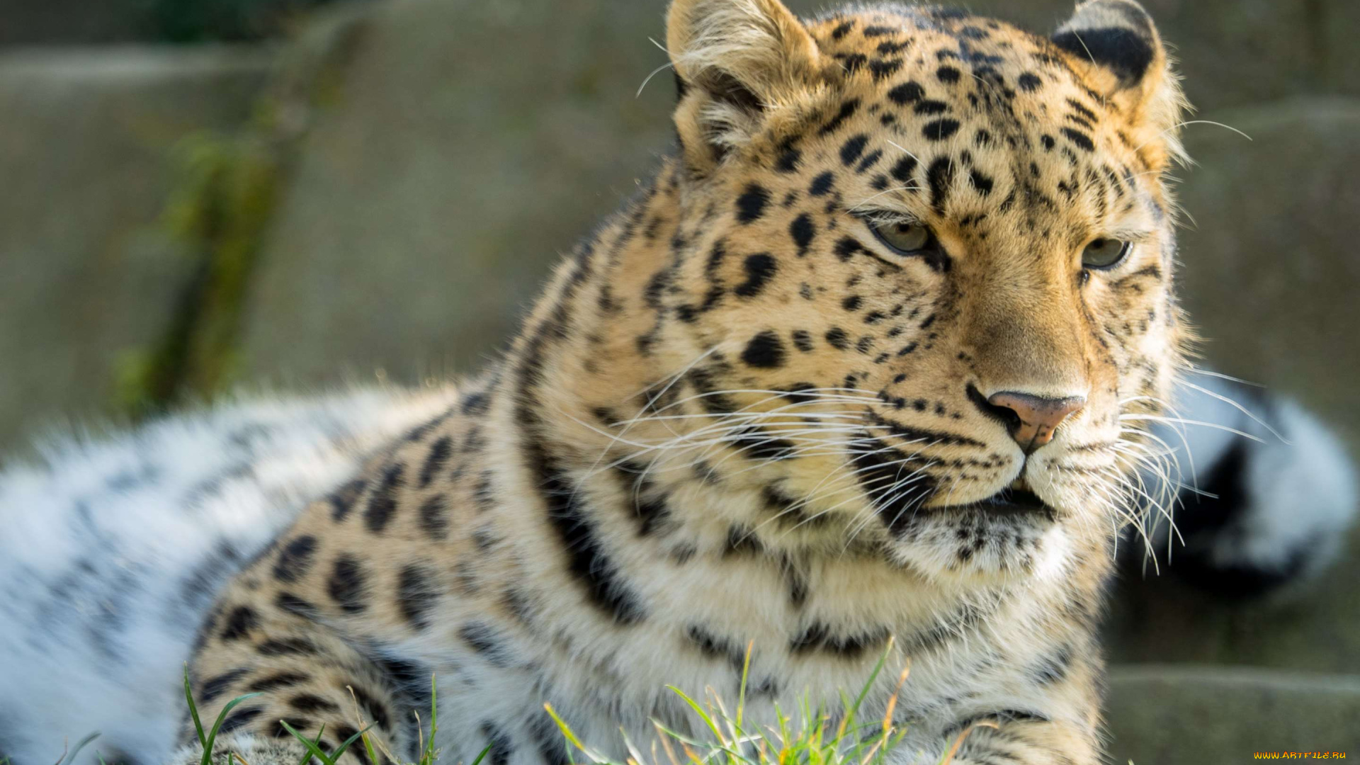 животные, леопарды, трава, амурский, леопард