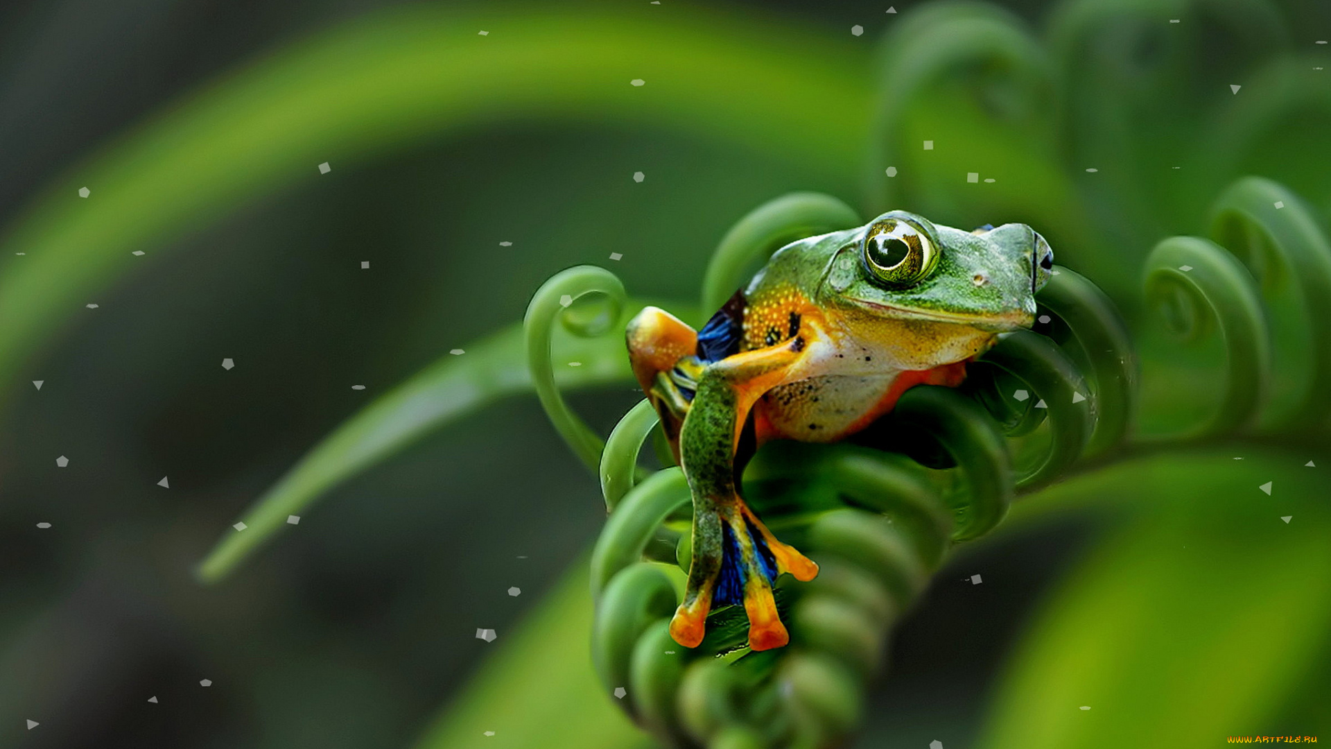 животные, лягушки, лягушка
