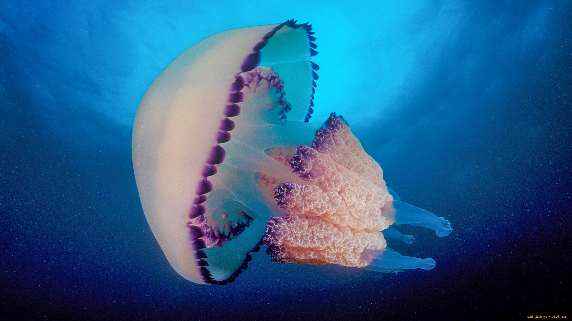 животные, медузы, подводный, мир, медуза, океан, море