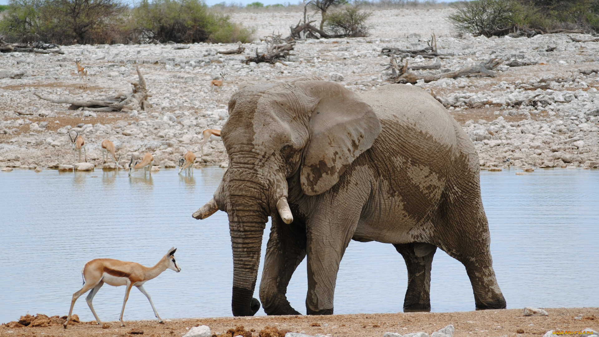 животные, разные, вместе, слон