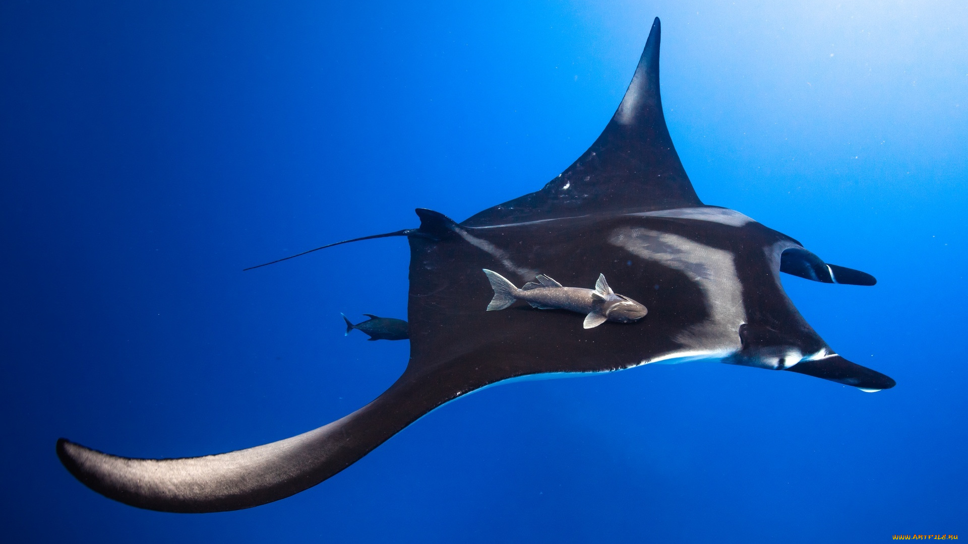 животные, рыбы, скат, морской, дьявол, прилипала, океан