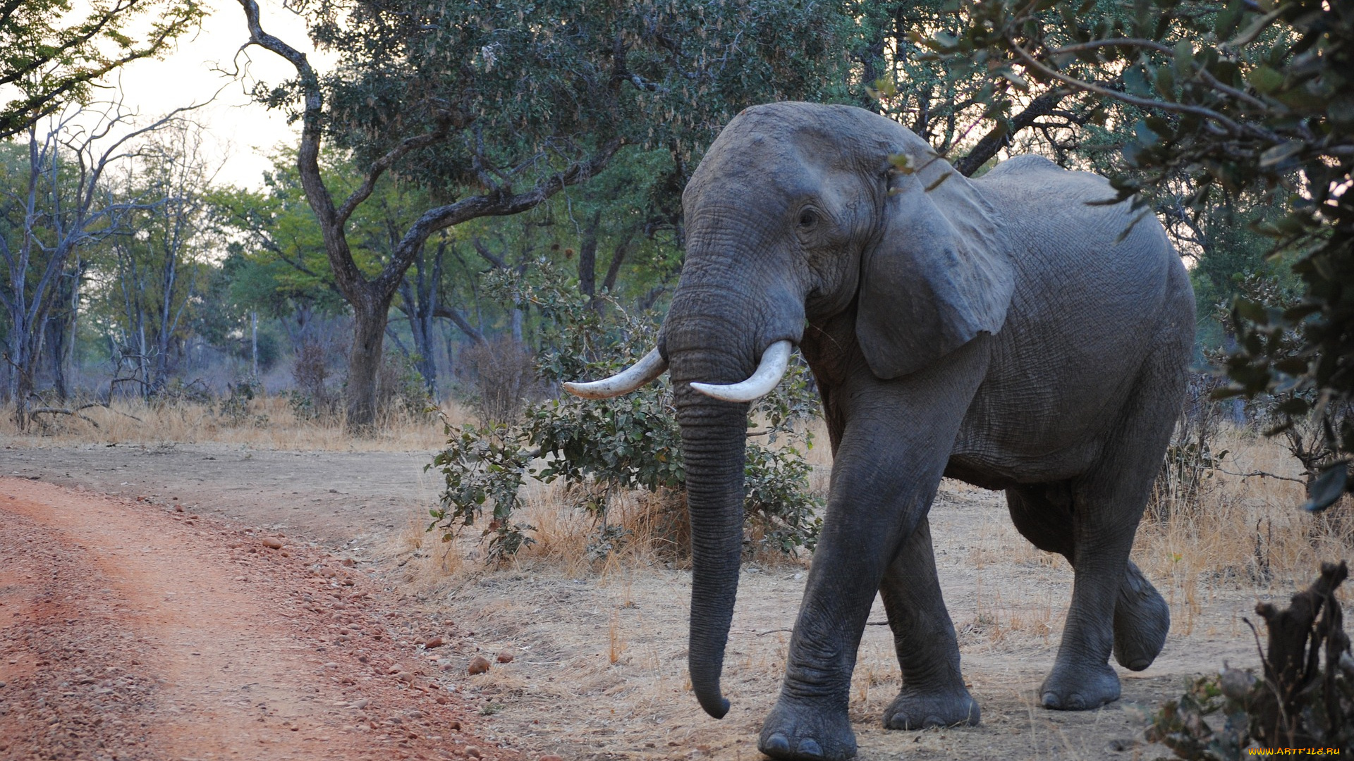 животные, слоны, слон