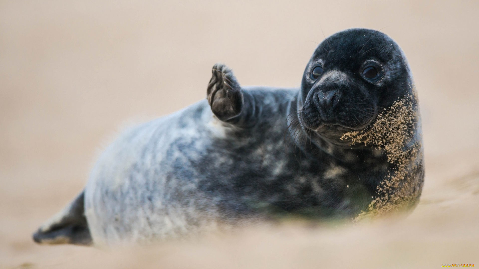 животные, тюлени, , морские, львы, , морские, котики, лапа, песок, нерпа