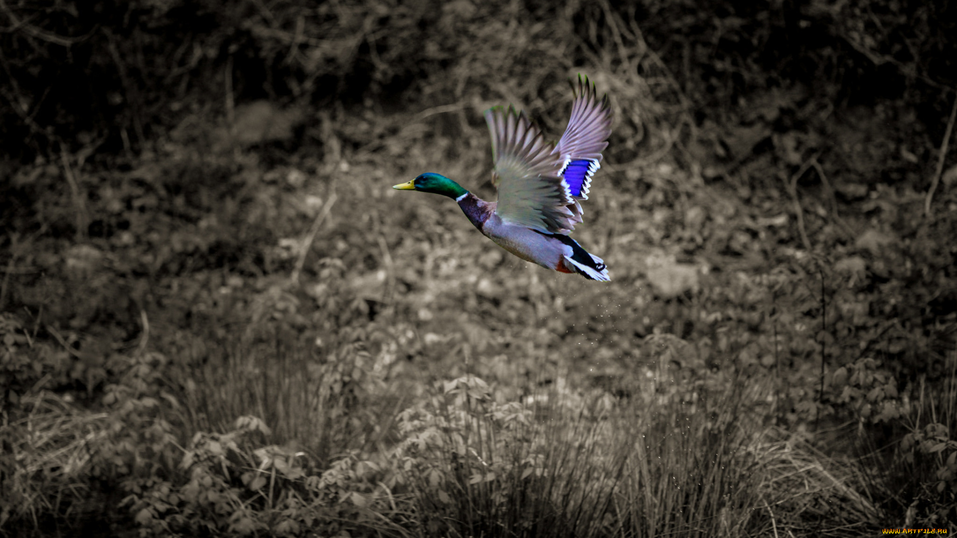 животные, утки, птица, природа, утка