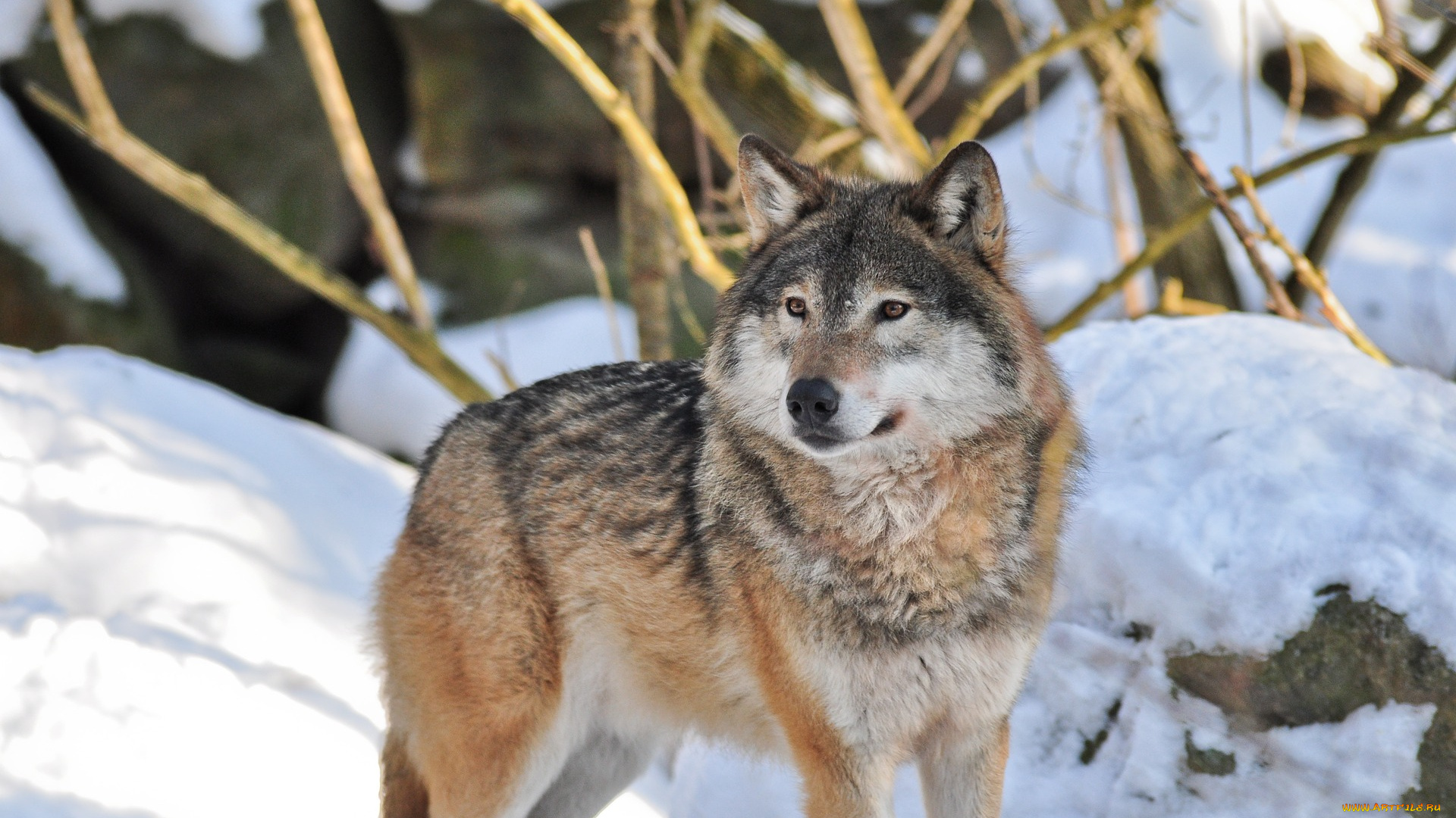 животные, волки, , койоты, , шакалы, волк