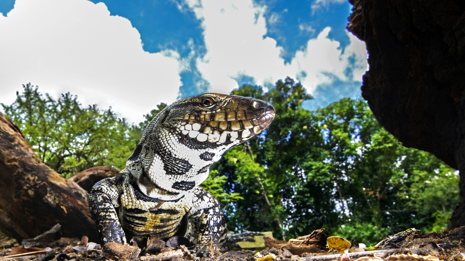 животные, Ящерицы, , игуаны, , вараны, варанчик